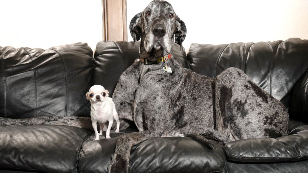 Reggie the Great Dane and Pearl the Chihuahua together